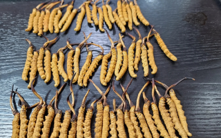 野生冬蟲夏草泡酒比例詳解：掌握黃金配比，泡出滋補(bǔ)好酒