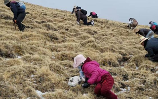 冬蟲夏草采挖看月份！4-7月各產(chǎn)區(qū)差異大，5-6月是“黃金窗口”