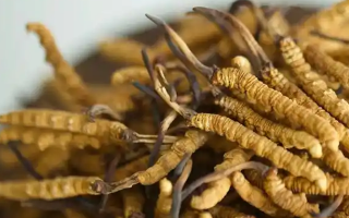 孕婦如何服用冬蟲夏草？安全滋補(bǔ)指南