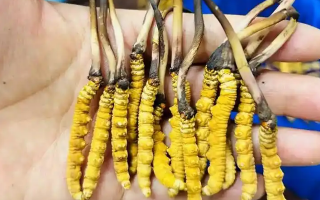 鮮冬蟲夏草一次放幾克？不同人群用量指南