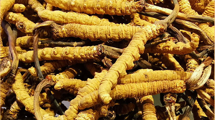 鮮<a href=http://m.gzpim.com/jiage/ target=_blank class=infotextkey>冬蟲夏草多少錢</a>一斤 