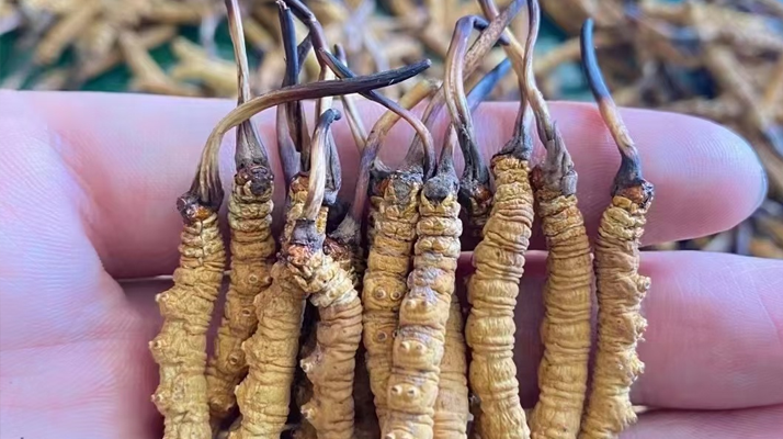 正宗<a href=http://m.gzpim.com/jiage/ target=_blank class=infotextkey>冬蟲夏草多少錢</a>一克