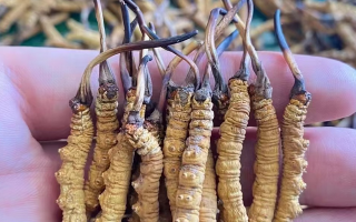 正宗冬蟲夏草多少錢一克？2025 年克價分級與選購指南