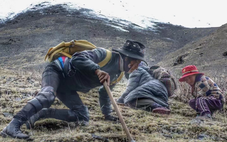 西藏哪些地方是冬蟲夏草產(chǎn)地？核心產(chǎn)區(qū)與品質(zhì)特點解析