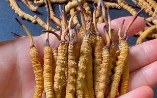真假冬蟲夏草怎么辨別？5 個實(shí)用方法 + 避坑指南
