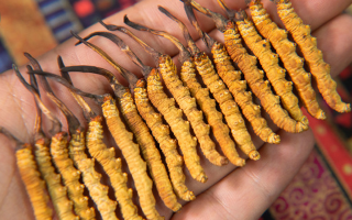 一根蟲(chóng)草價(jià)差百倍？?jī)r(jià)格背后的四大核心密碼