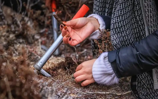 山上認冬蟲夏草：從環(huán)境到細節(jié)，4 步避開 “偽蟲草”