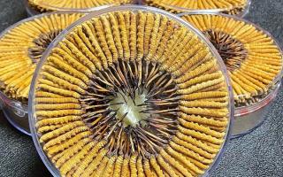 冬蟲夏草一斤價格多少？2025 年行情揭秘，差價竟達數十倍