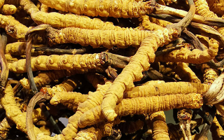冬蟲夏草：傳統滋補瑰寶的現代營養(yǎng)解讀
