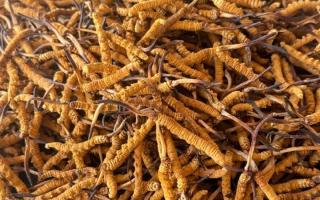 冬蟲夏草專業(yè)存放指南：這樣存，品質(zhì)不打折