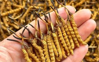 冬蟲夏草專家詳解：不同形態(tài)蟲草的保存方法與時限，避免營養(yǎng)白白流失