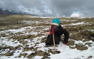 冬蟲夏草專家解讀：哪里的冬蟲夏草品質(zhì)最優(yōu)？