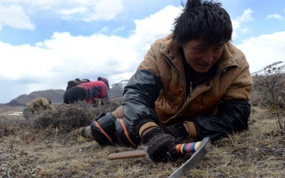 那曲挖草人阿旺的蟲草采摘時(shí)間表：跟著草原節(jié)氣走，不錯(cuò)過每根好蟲草