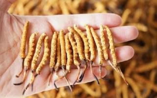 為啥說頭期冬蟲夏草品質(zhì)最好？掰開揉碎給你講