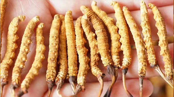 冬蟲夏草最佳購(gòu)買時(shí)間：選對(duì)時(shí)機(jī)，兼顧品質(zhì)與性價(jià)比