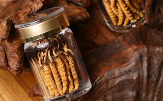 冬蟲夏草養(yǎng)生指南：分清滋補(bǔ)功效，避開養(yǎng)生誤區(qū)