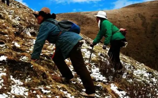  人工培育的冬蟲夏草和野生冬蟲夏草有什么區(qū)別？