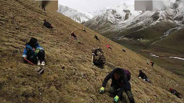 外地人能到蟲草產(chǎn)區(qū)采挖蟲草嗎？