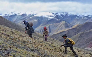 冬蟲夏草的采挖與收購需要資質(zhì) 實(shí)行嚴(yán)格許可與備案制