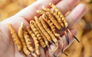 東強堂科普：3克冬蟲夏草是幾根？那曲源頭品牌教你精準(zhǔn)換算