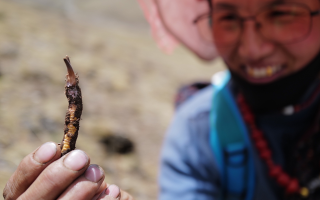 冬蟲夏草的產(chǎn)地溯源方法有哪些？