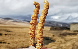  冬蟲夏草的價(jià)值鑒定方法有哪些？