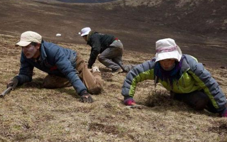采挖冬蟲夏草危險嗎？安全嗎？