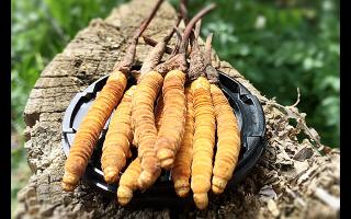 冬蟲(chóng)夏草生長(zhǎng)周期與產(chǎn)區(qū)環(huán)境的對(duì)應(yīng)表-西藏那曲蟲(chóng)草網(wǎng)