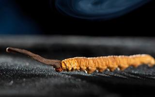 關(guān)于冬蟲(chóng)夏草市場(chǎng)的最新研究報(bào)告有哪些？-西藏那曲蟲(chóng)草網(wǎng)