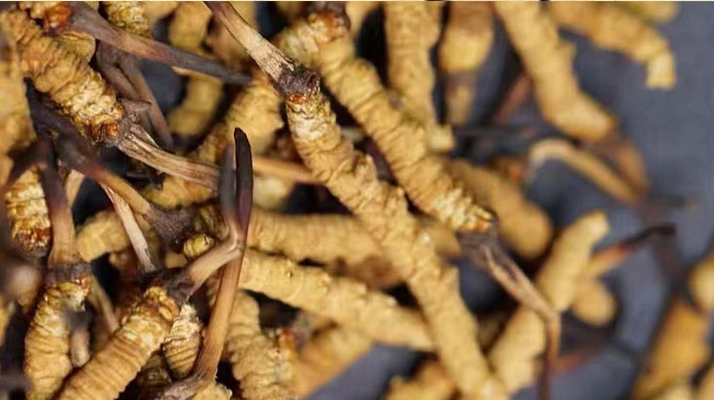 東強堂那曲冬蟲夏草統(tǒng)一價格表