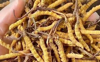 權(quán)威指南：熬一鍋湯放幾根冬蟲(chóng)夏草？藏域珍饈的科學(xué)用量標(biāo)準(zhǔn)