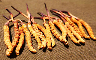 權(quán)威解讀：冬蟲夏草燉雞湯，藏域滋養(yǎng)與家常美味的雙向奔赴