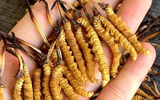 權(quán)威解答：冬蟲(chóng)夏草可以放水燉嗎？藏域珍饈的科學(xué)燉煮指南