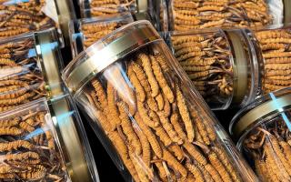 揭秘適合冬蟲夏草生長的環(huán)境，西藏那曲蟲草網(wǎng)解讀雪域孕育密碼