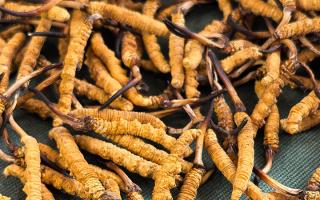 藏區(qū)特產(chǎn)冬蟲夏草是什么？西藏那曲蟲草網(wǎng)為你全面解密