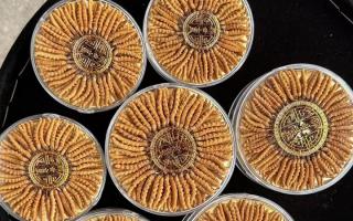 正宗那曲冬蟲夏草其實很便宜，打破高價迷局，回歸價值本質(zhì)