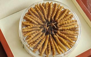 冬蟲夏草不養(yǎng)生會怎么樣？正視滋養(yǎng)價值，規(guī)避認知誤區(qū)