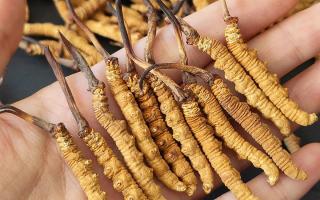 2026冬蟲夏草干貨多少錢一克｜西藏那曲蟲草網(wǎng)，行業(yè)權威行情解讀