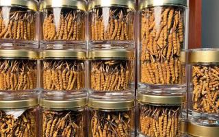 花膠和冬蟲夏草一起煲嗎？行業(yè)權(quán)威解讀+實(shí)操指南