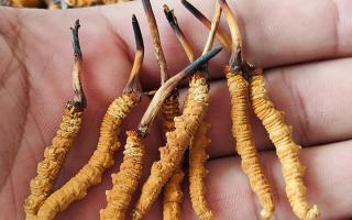 哪里買冬蟲夏草好？3大靠譜渠道+避坑攻略