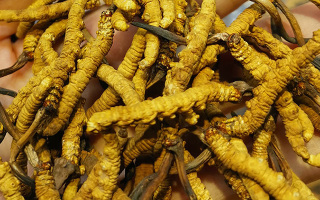 冬蟲夏草哪家牌子好？3大核心標準+優(yōu)質(zhì)品牌盤點