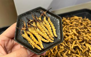 怎么選冬蟲夏草好壞？5步精準(zhǔn)鑒別，避坑不踩雷