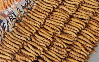 寶寶可以服用冬蟲(chóng)夏草嗎？權(quán)威指南，科學(xué)滋補(bǔ)不踩坑