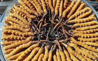 新鮮那曲冬蟲(chóng)夏草煮湯做法，鎖鮮留養(yǎng)，鮮燉出雪域本味