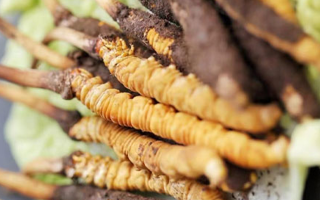 雪域珍草可尋蹤——西藏那曲蟲草網(wǎng)教你找準冬蟲夏草正規(guī)購買渠道