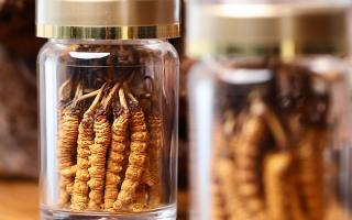 正宗冬蟲夏草哪家便宜？——教你選對低價正品渠道