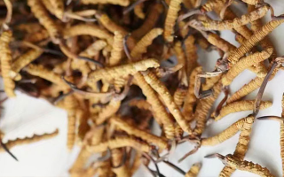 養(yǎng)生滋補冬蟲夏草哪里買？西藏那曲蟲草網(wǎng)教你選對渠道，買正買值