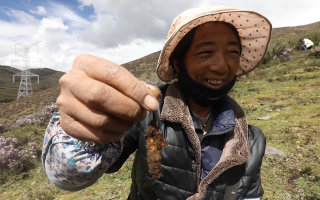 西藏哪個(gè)地區(qū)冬蟲夏草好？那曲蟲草穩(wěn)居品質(zhì)之巔