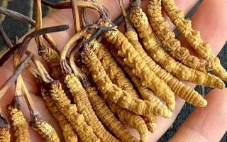 冬蟲夏草對身體有什么用？那曲蟲草行業(yè)網(wǎng)站詳解核心功效