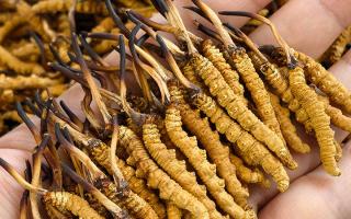  詳解冬蟲夏草形成過程，解密雪域生物共生密碼